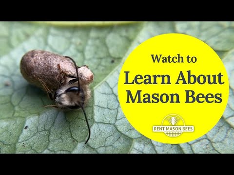 Learn About Mason Bees - Rent Mason Bees