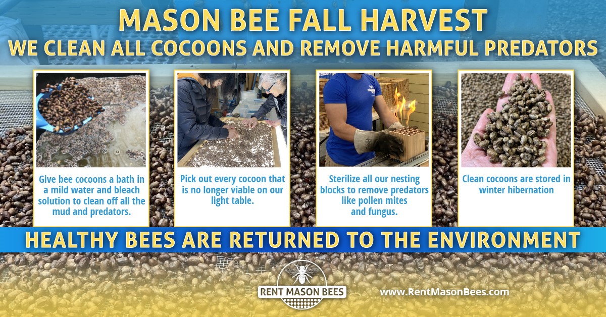 Mason Bee Fall Harvest