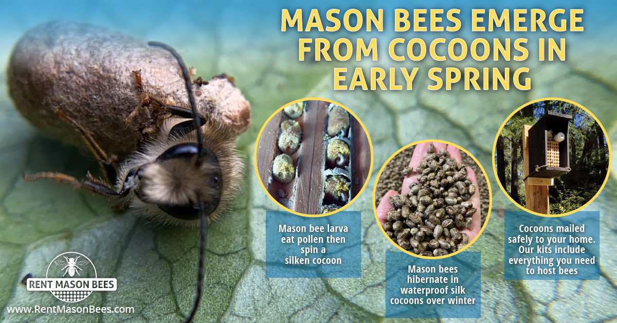 Mason Bees Emerge From Cocoons