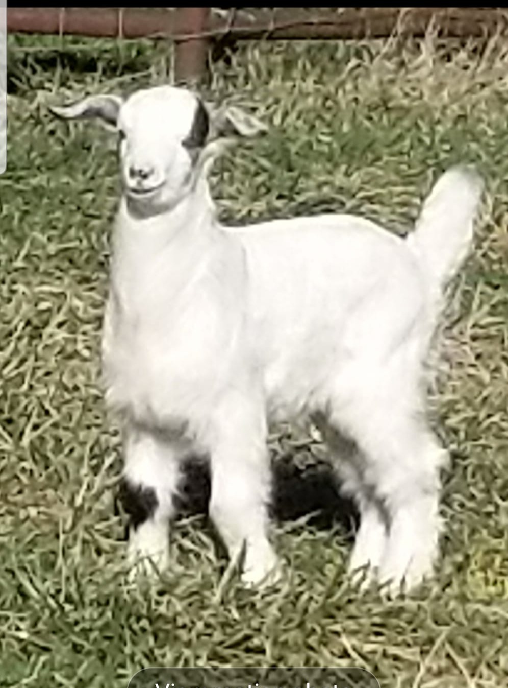 New Zealand Kiko Doeling