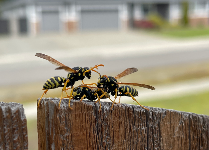 Paper Wasps on a fence in Olympia, WA